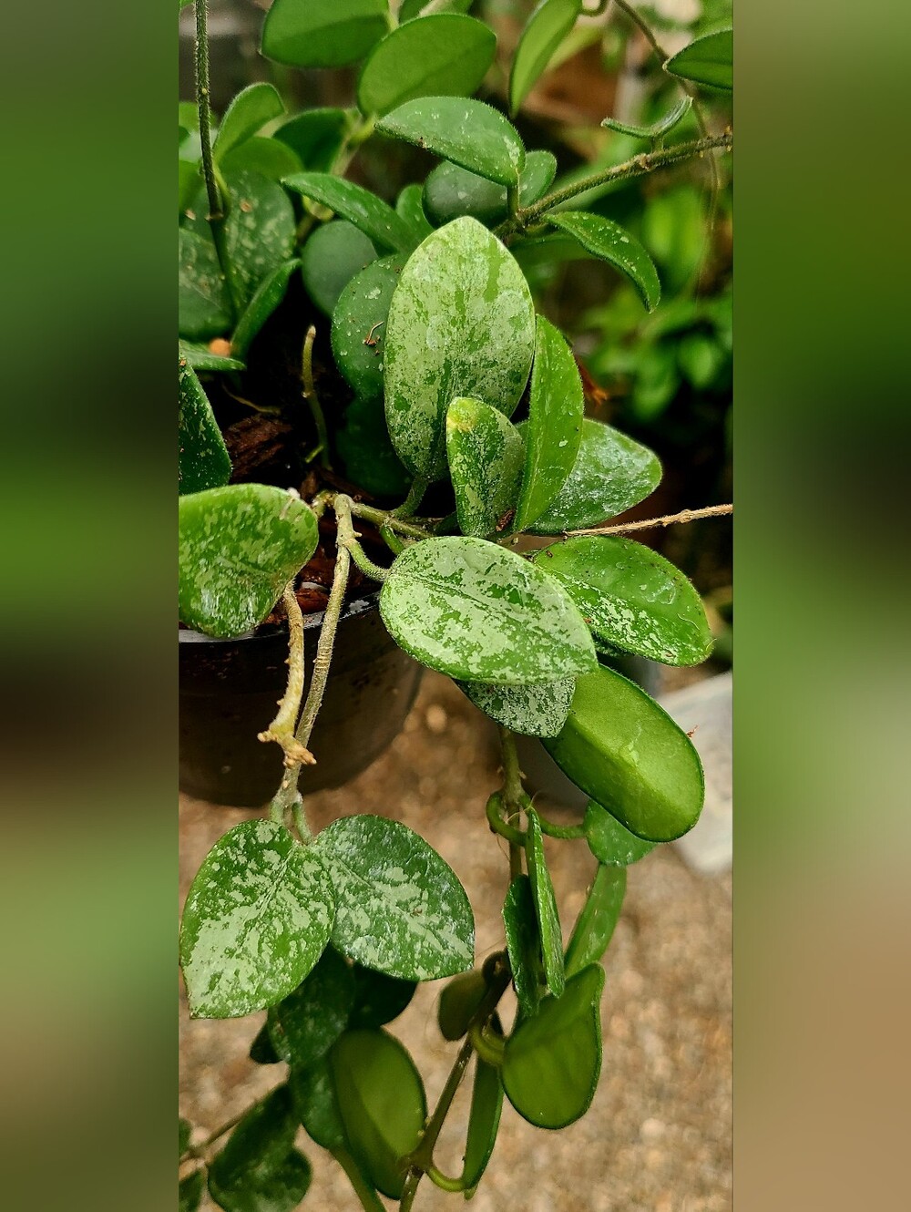 Hoya Mathilde Splash - Picture 3 of 4